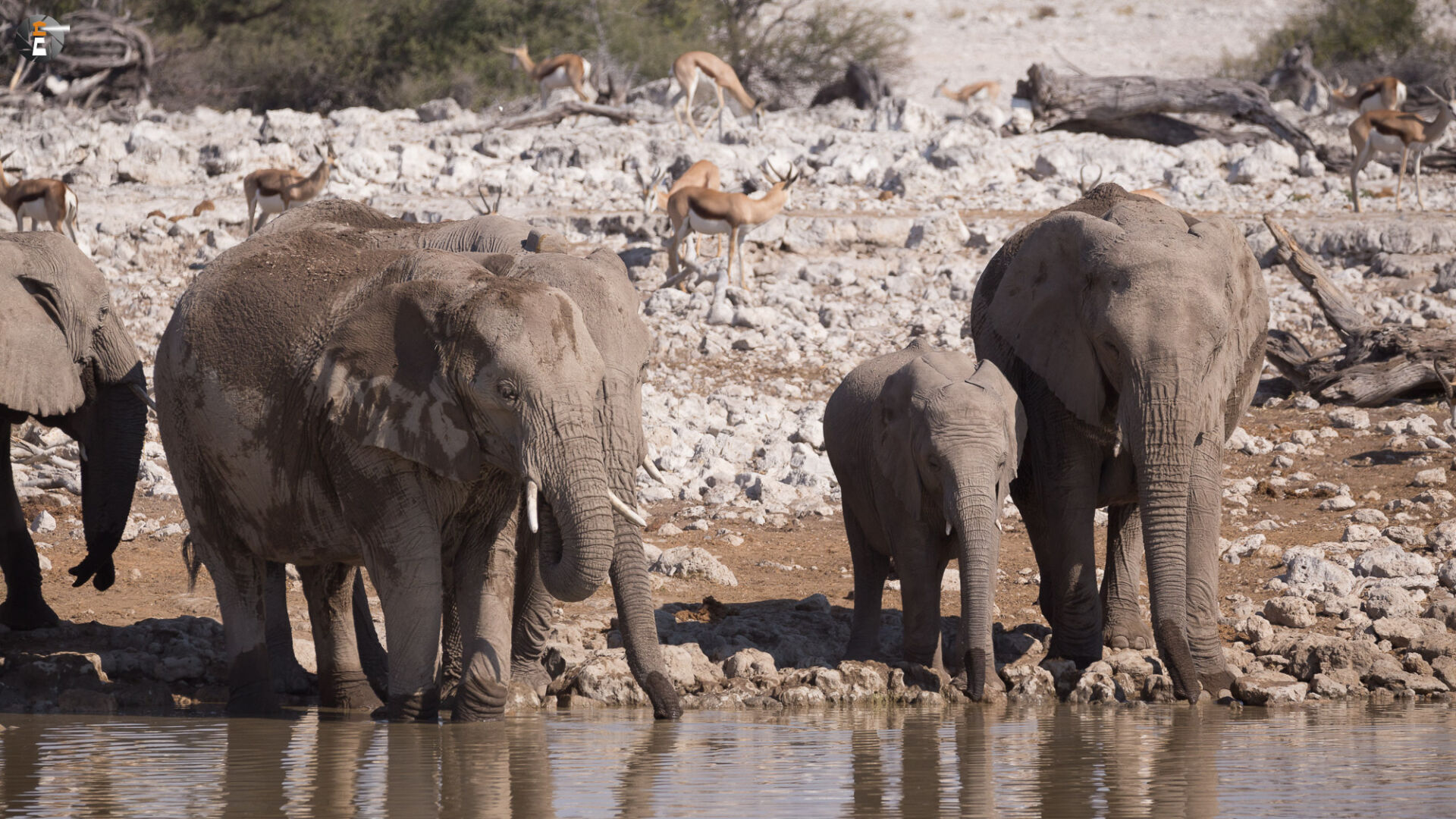 Waterhole impressions