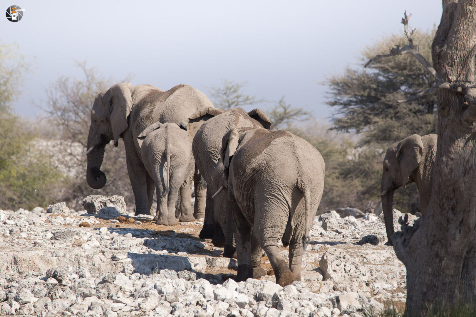 Waterhole impressions