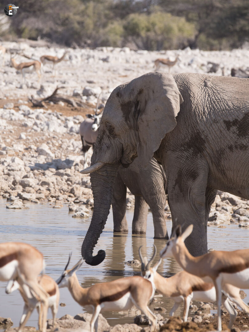 Waterhole impressions