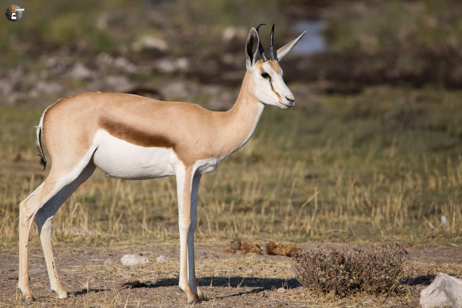 Springbok