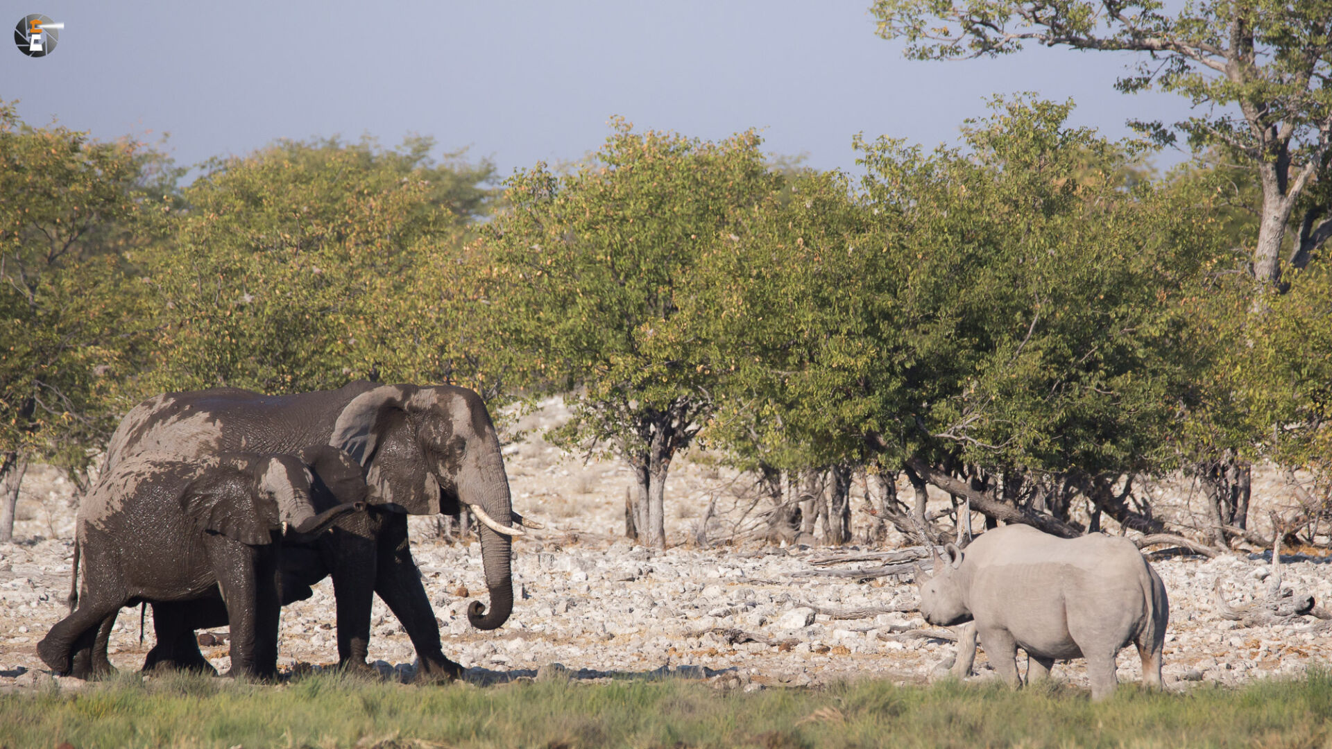 Waterhole impressions
