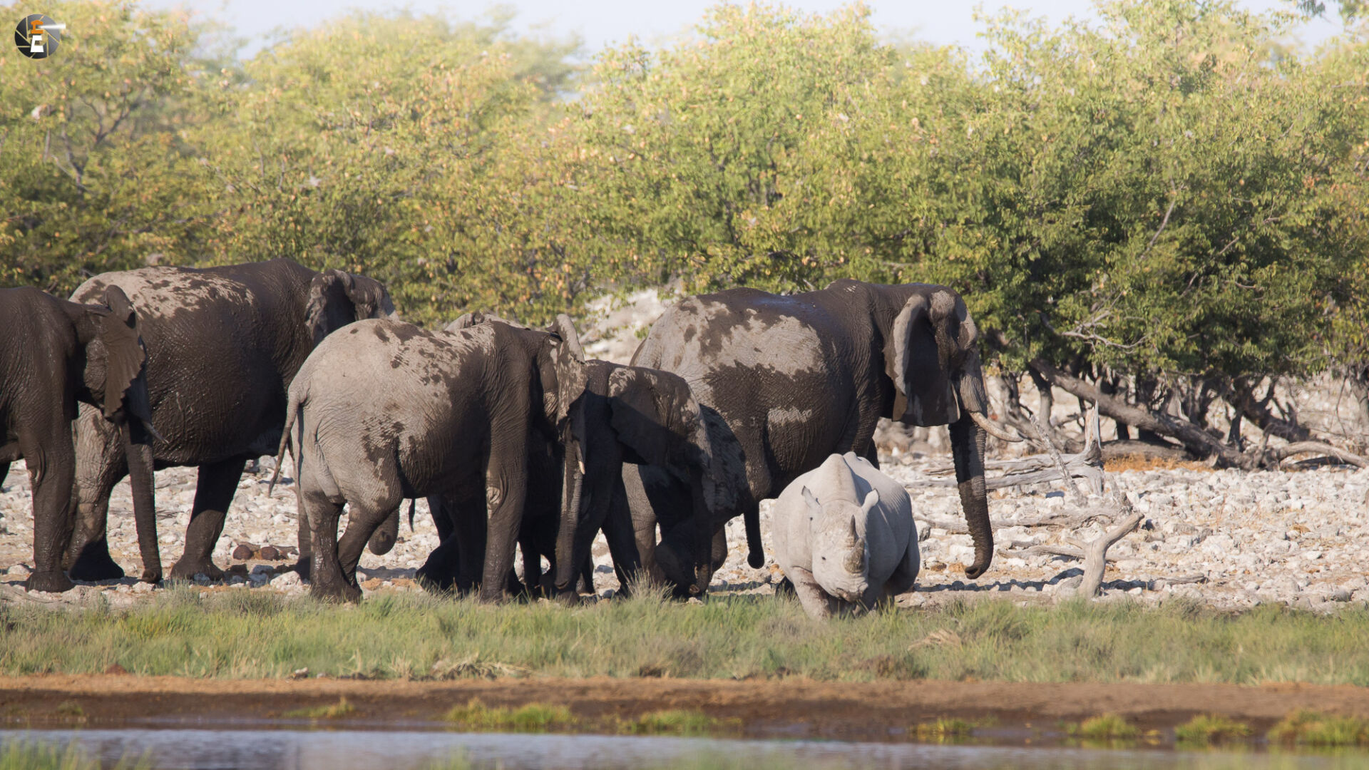 Waterhole impressions