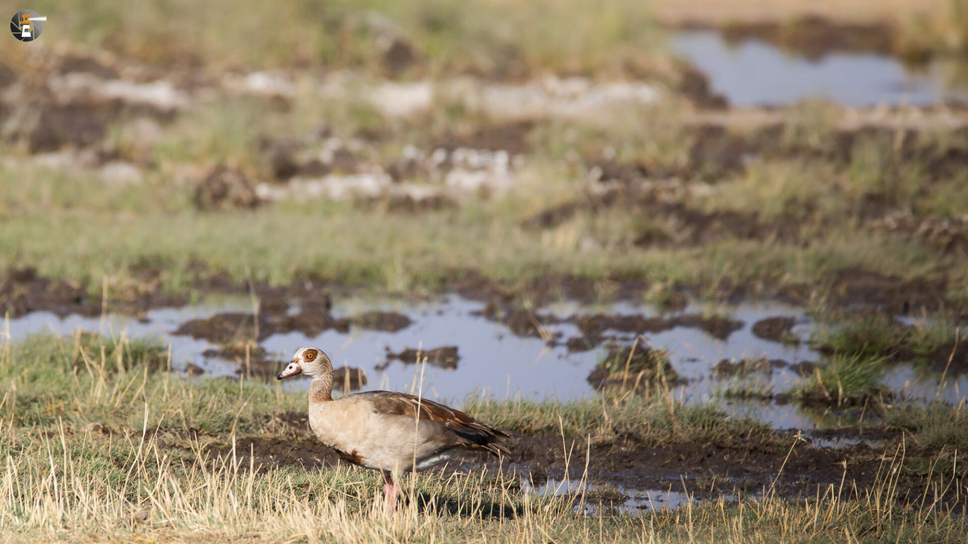 Egyptian goose