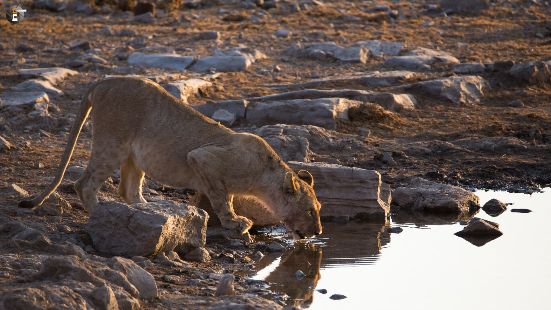 Sometime in the evening at Moringa Waterhole