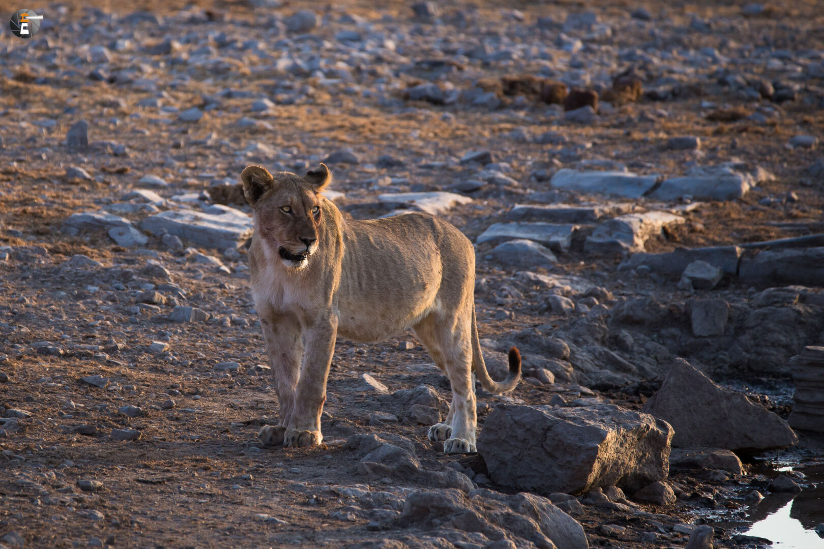 Sometime in the evening at Moringa Waterhole