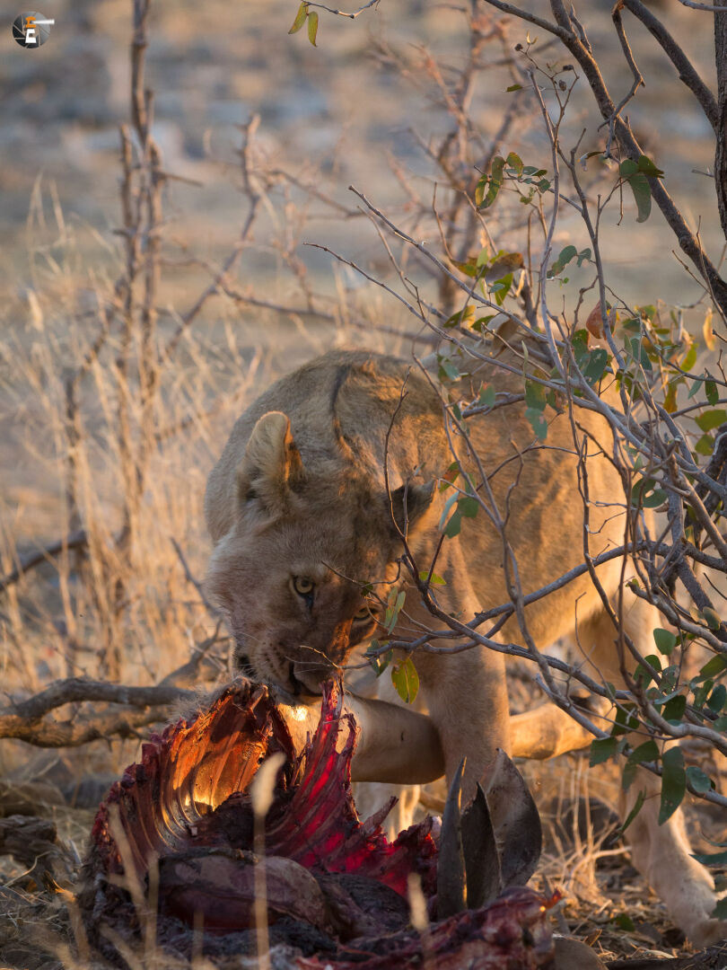 A young lion with Kudu-meal