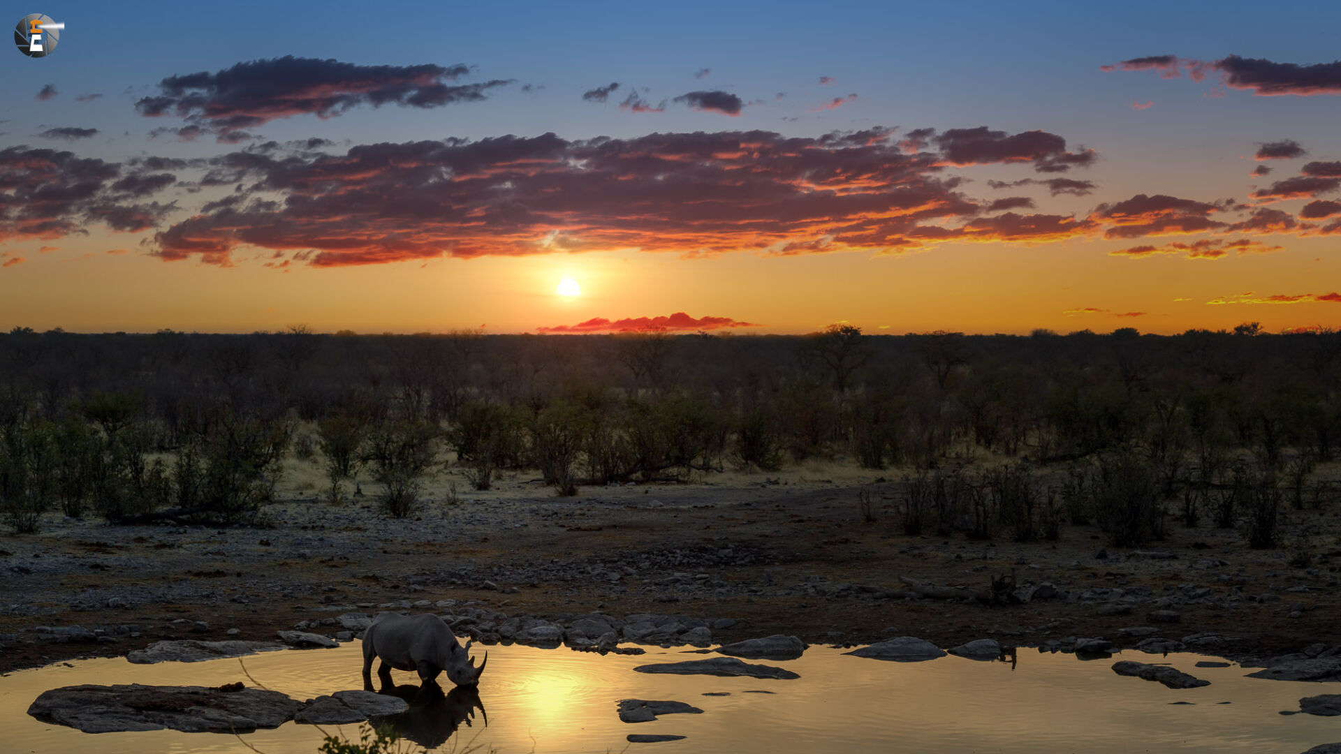 Black rhino under african sun