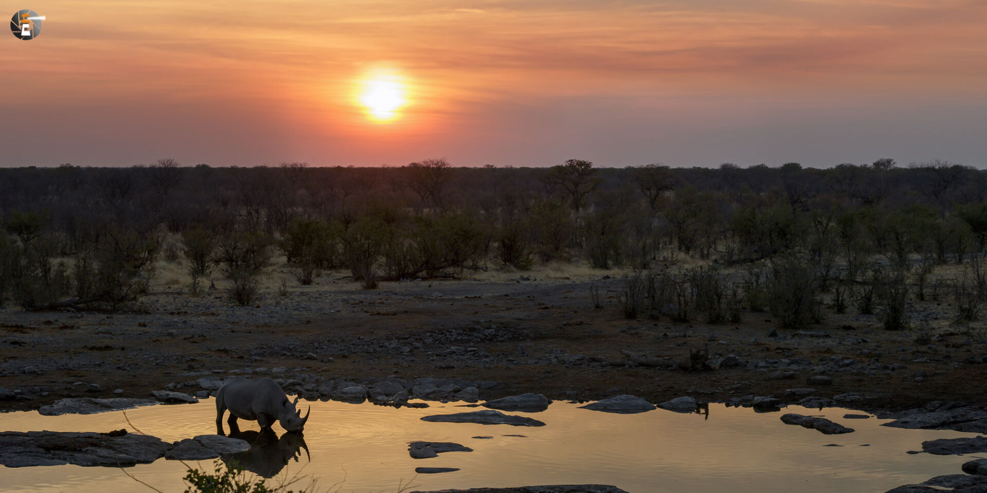 Black rhino under african sun