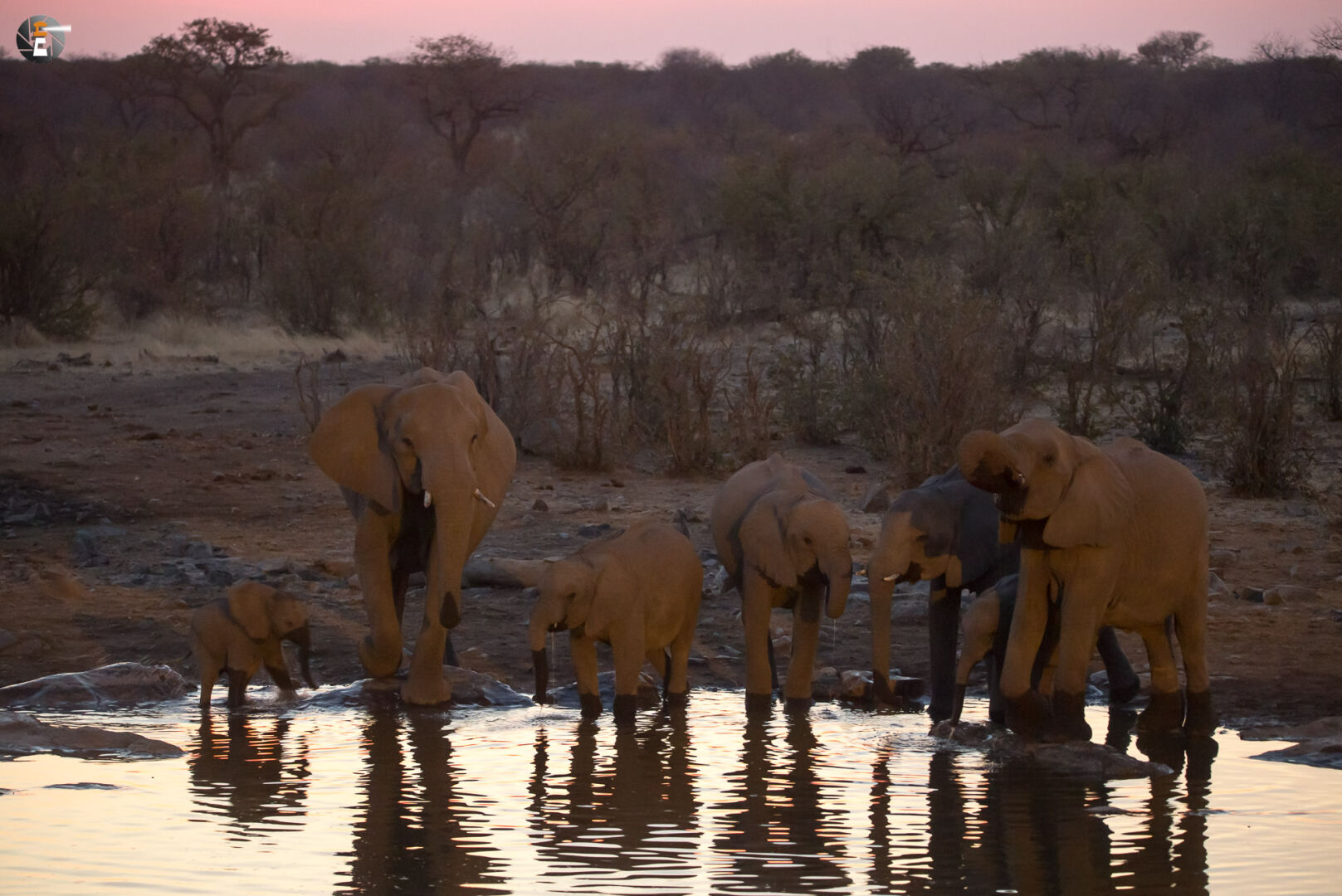 In the evening at the Moringa waterhole