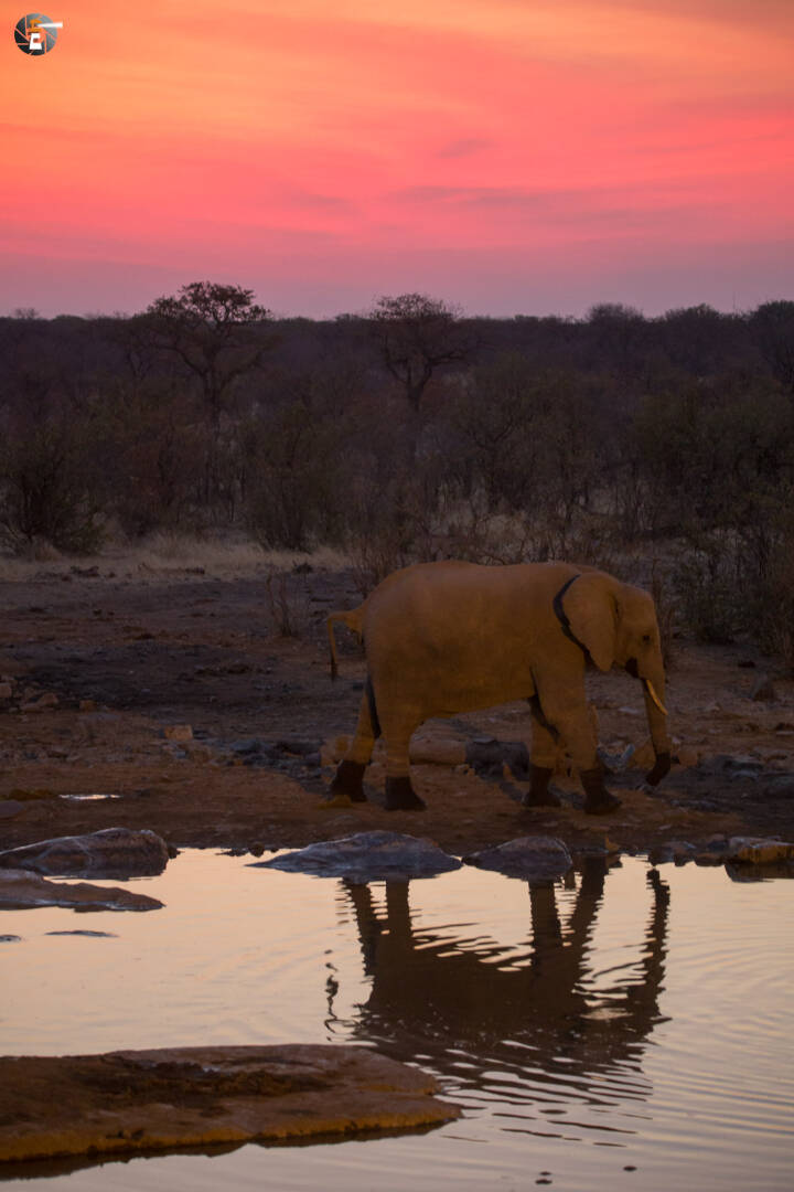 In the evening at the Moringa waterhole