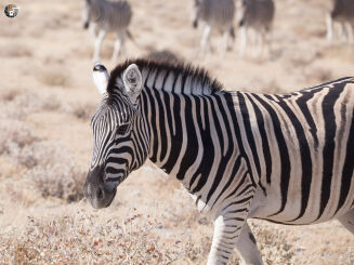 Plains zebra (Equus quagga)