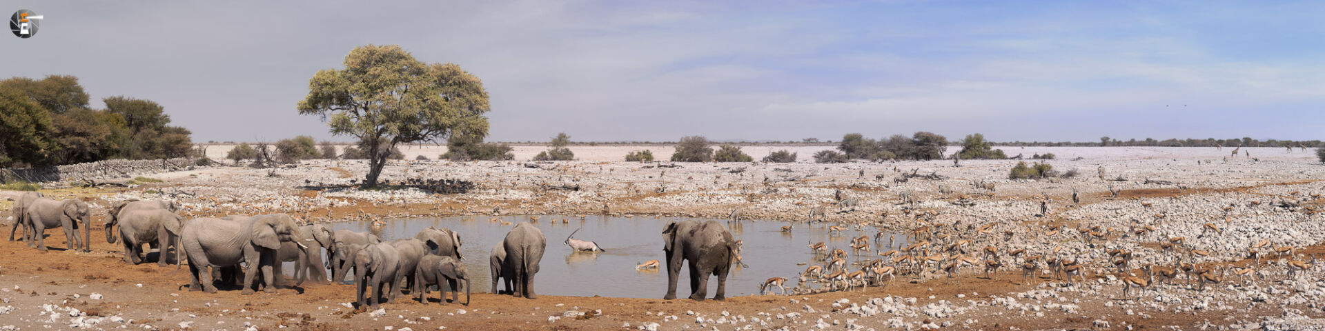Late afternoon at the waterhole