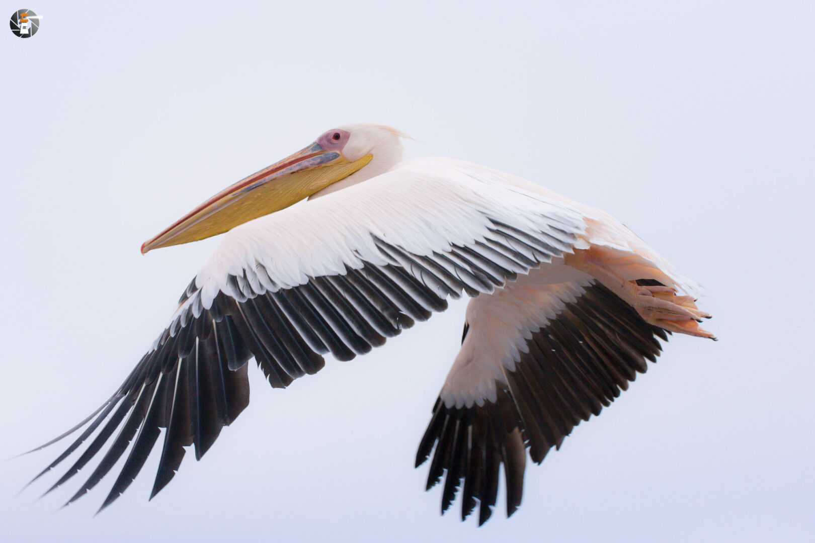Great white pelican