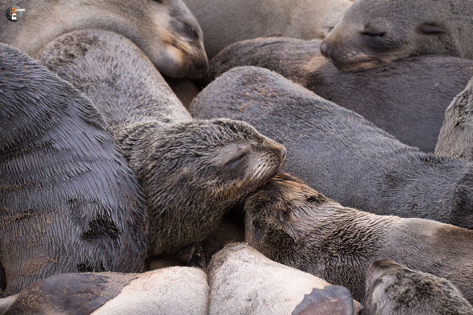Group to snuggle and cuddle