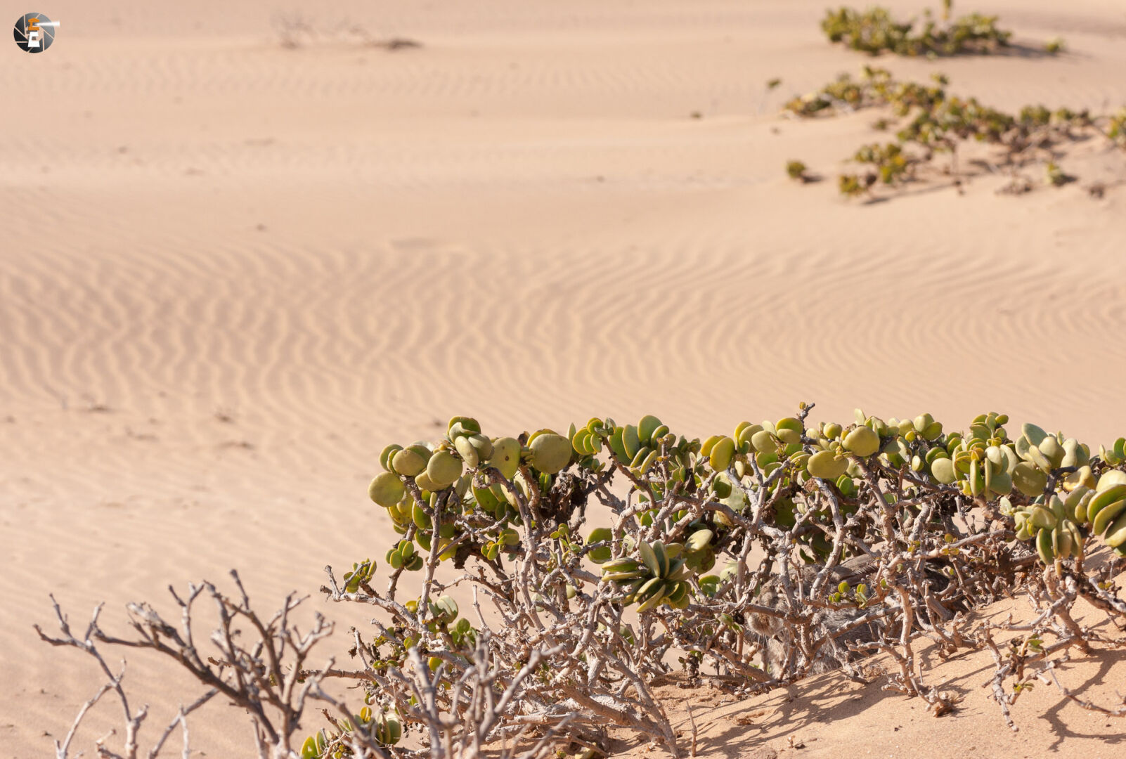 Such den Kaphasen! 1/4