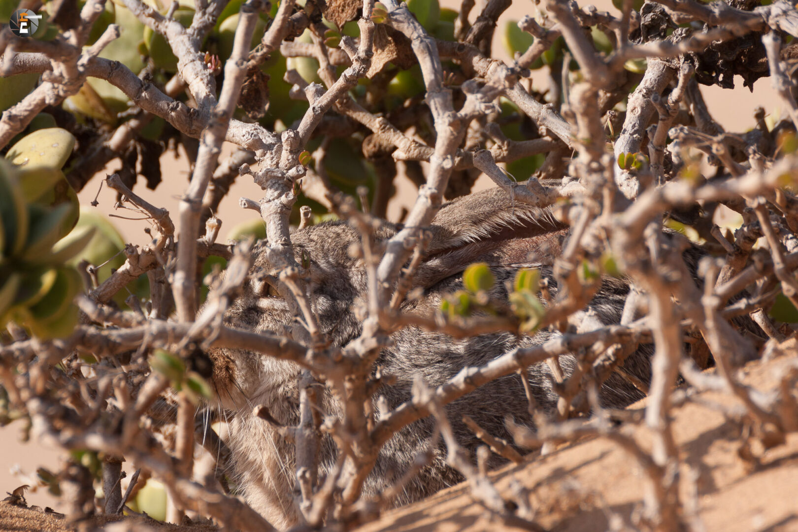 Such den Kaphasen! 3/4