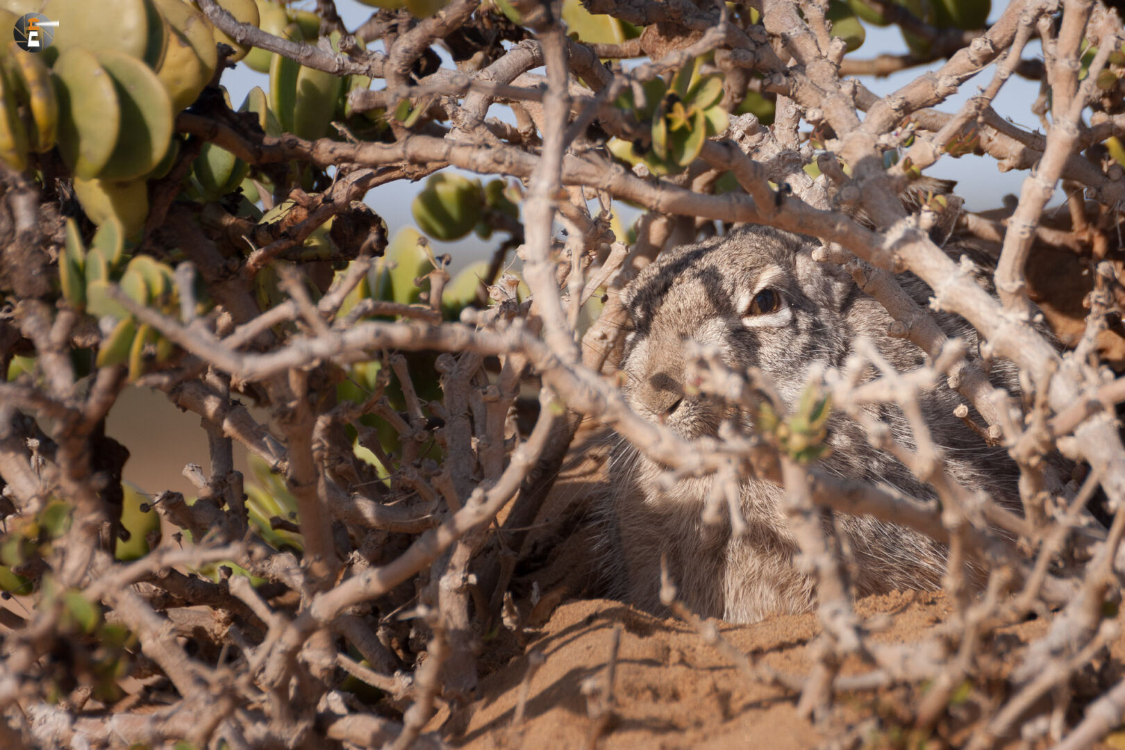 Such den Kaphasen! 4/4