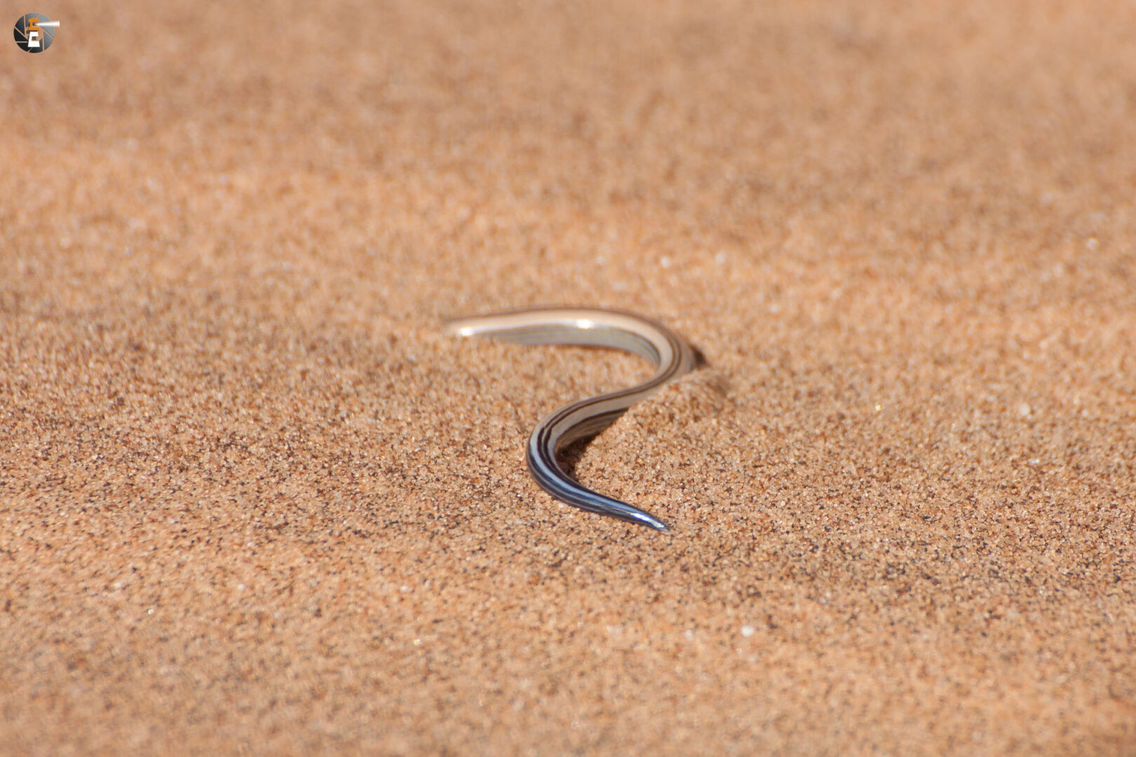 FitzSimons‘ burrowing skink
