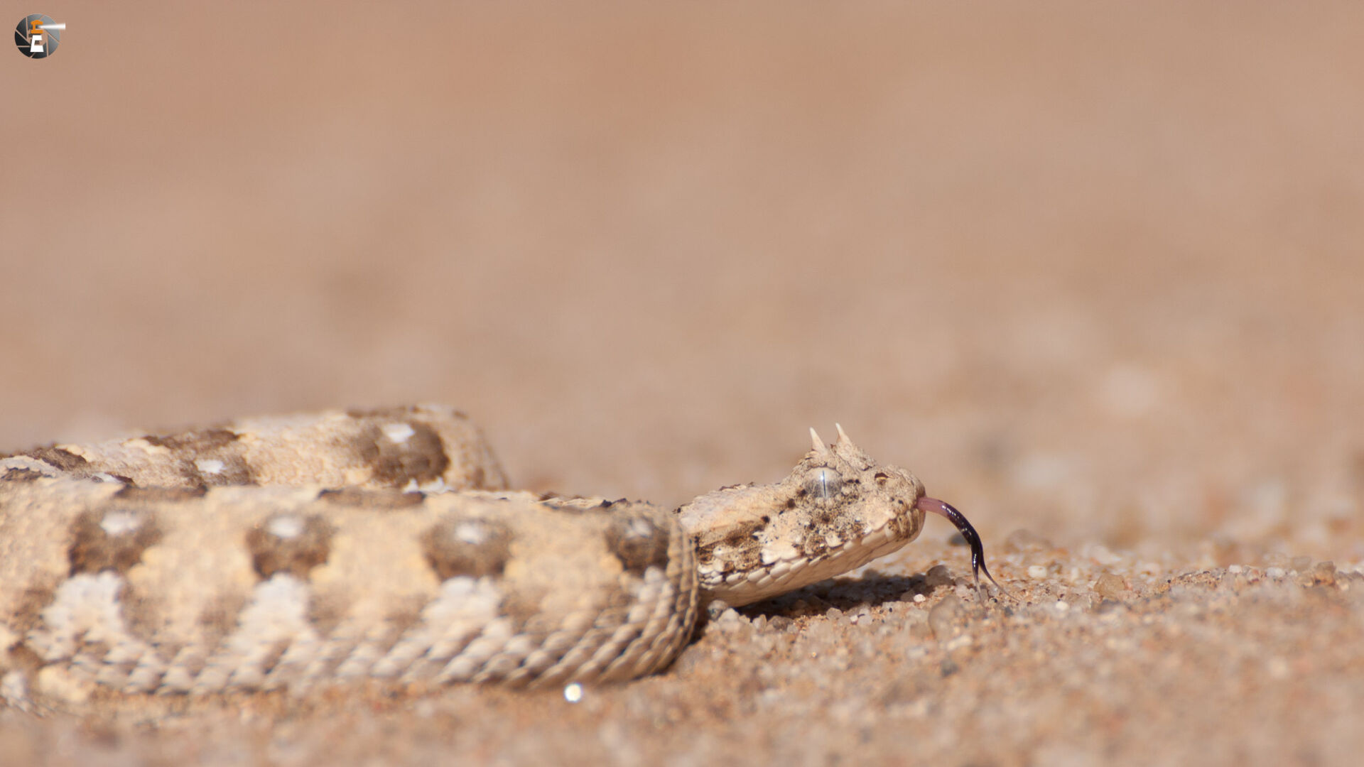 Horned desert viper