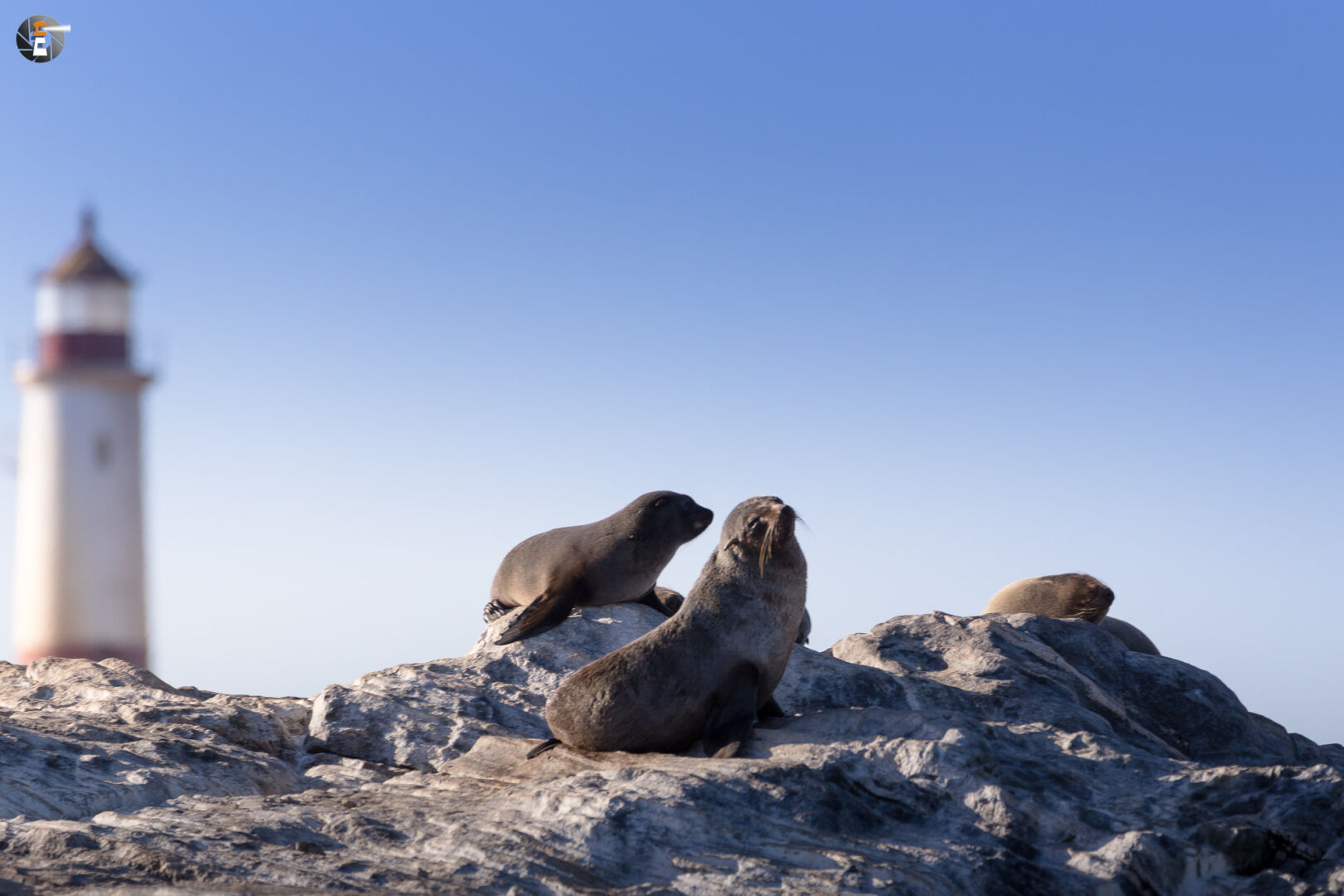 Brown fur seals on Point DIaz