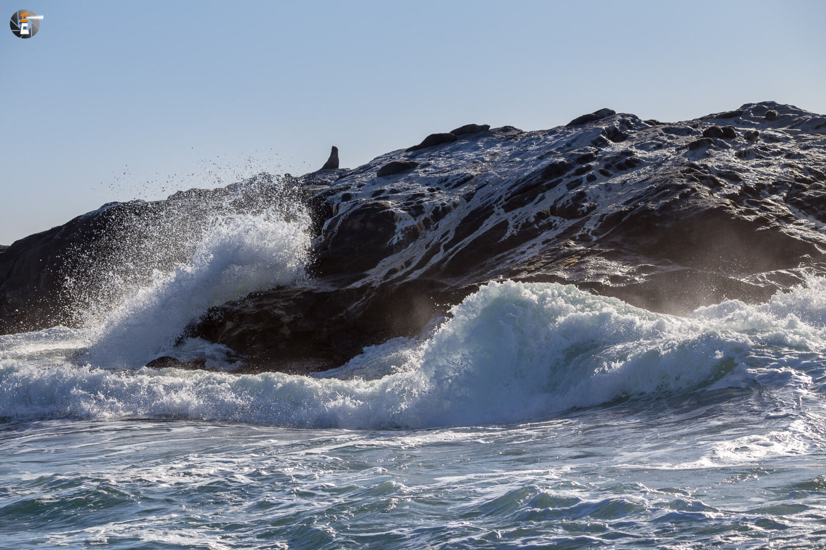 Brown fur seals on Point DIaz