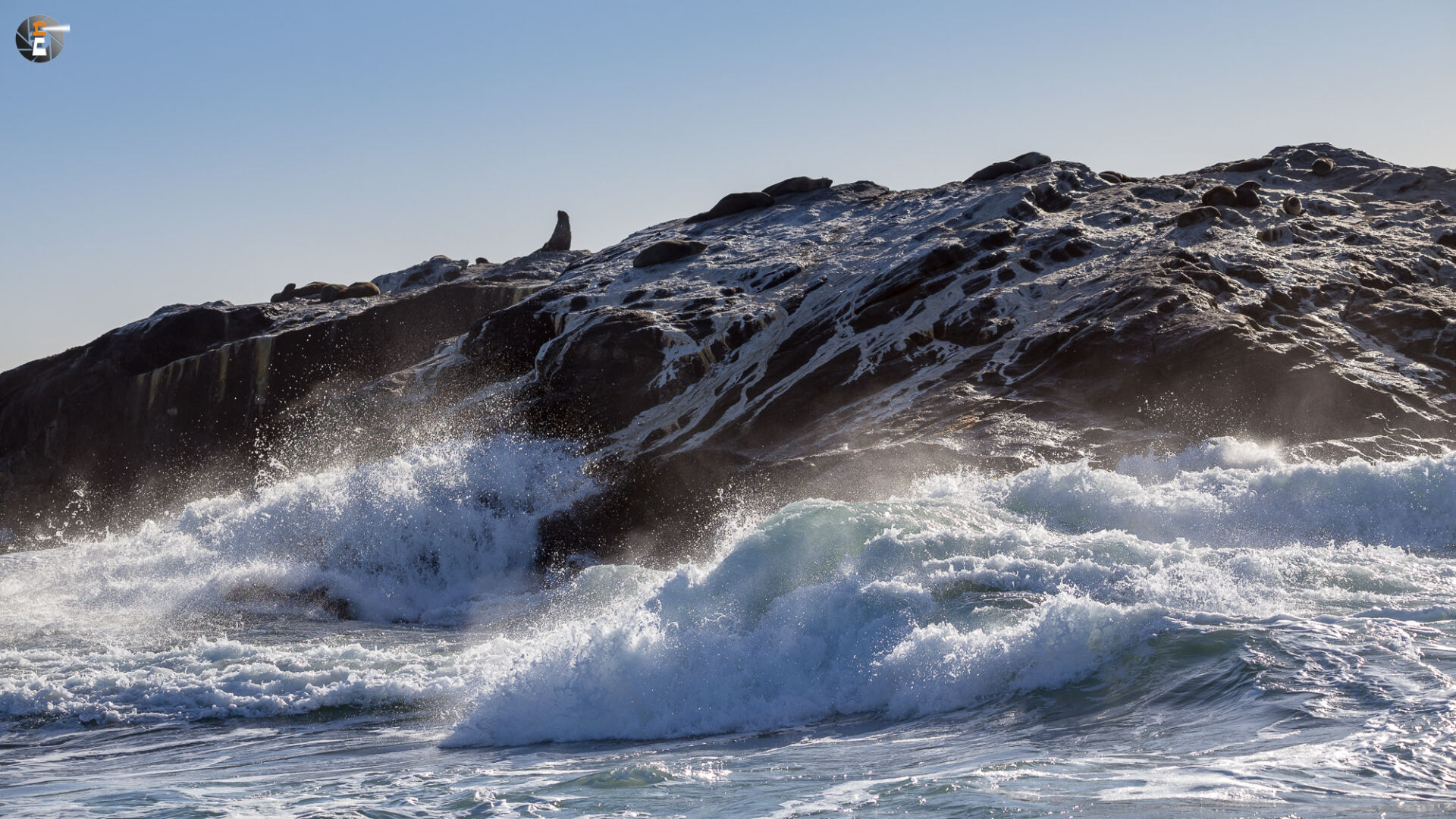 Brown fur seals on Point DIaz