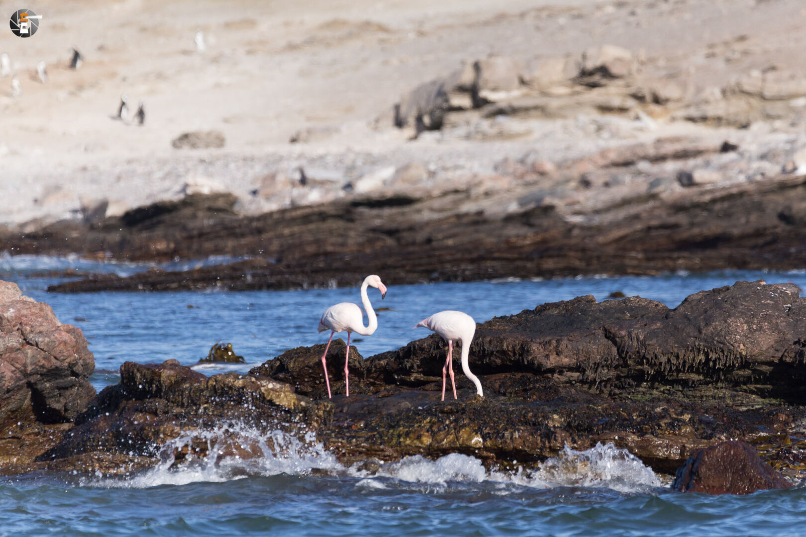Flamingos and Gentoo penguins
