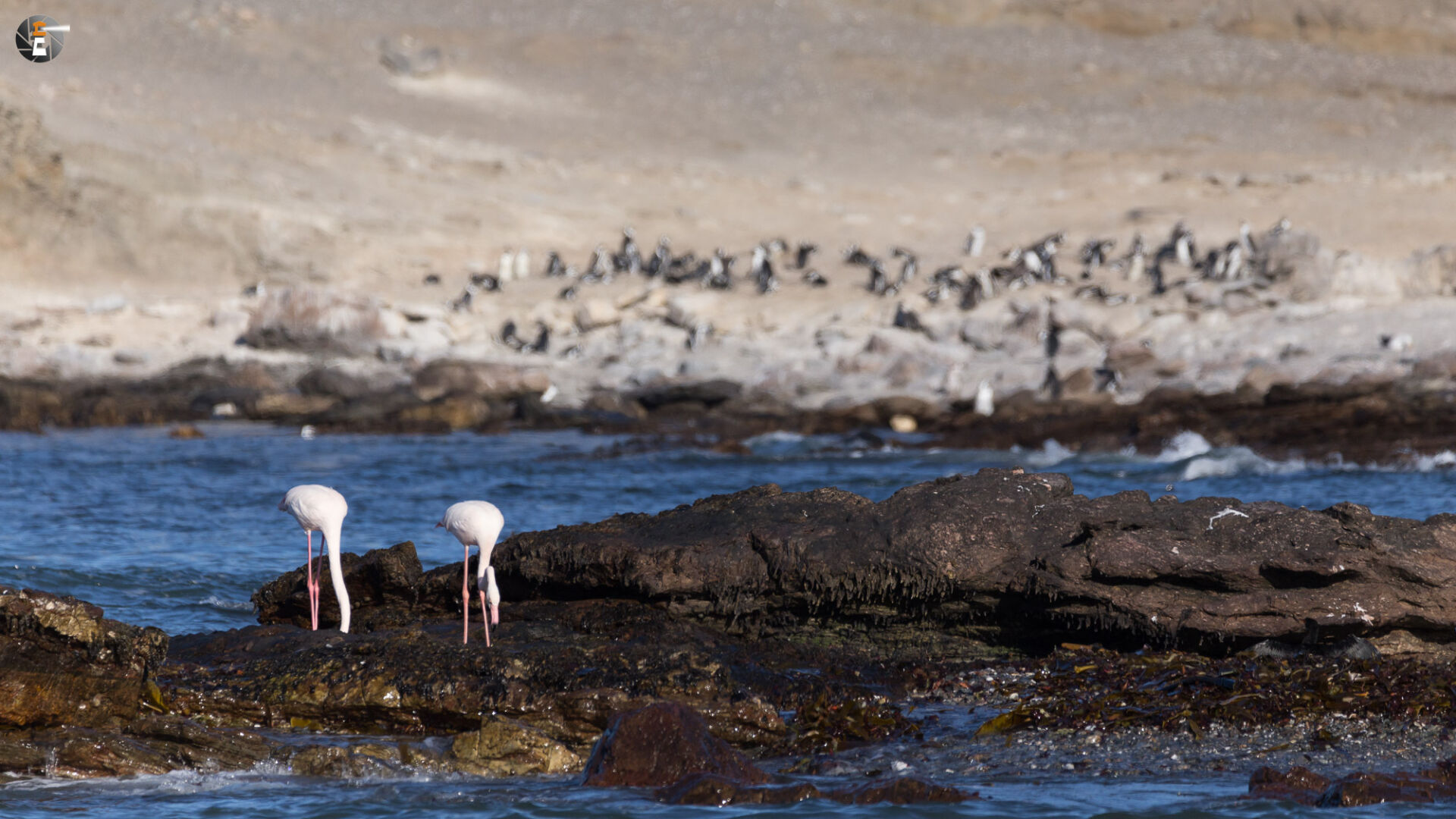 Flamingos and Gentoo penguins