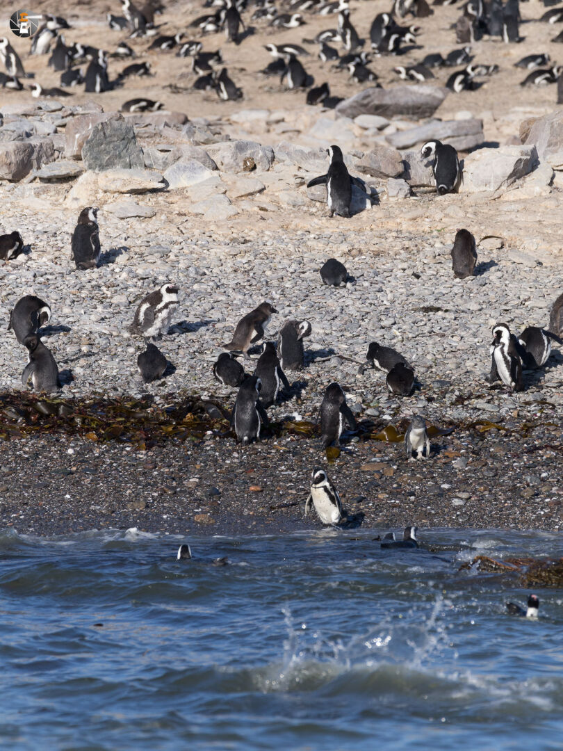 Gentoo penguins