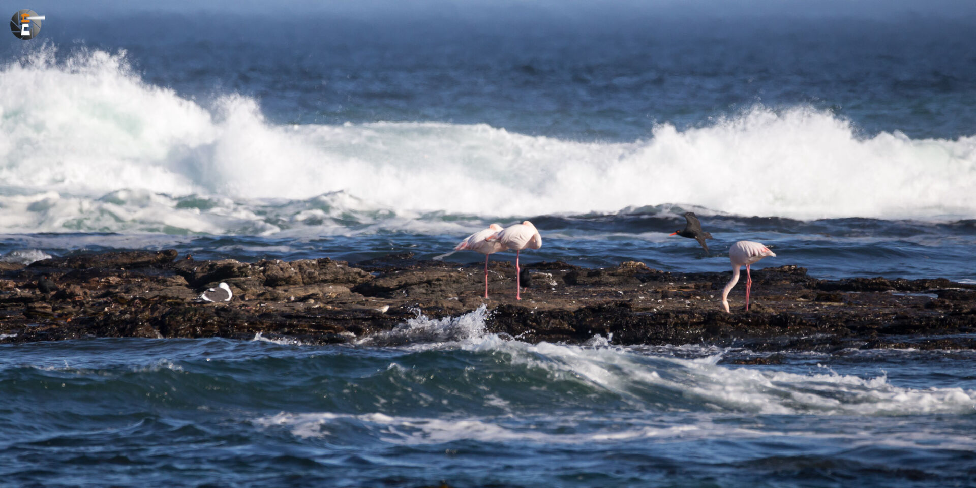Flamingos in rough sea