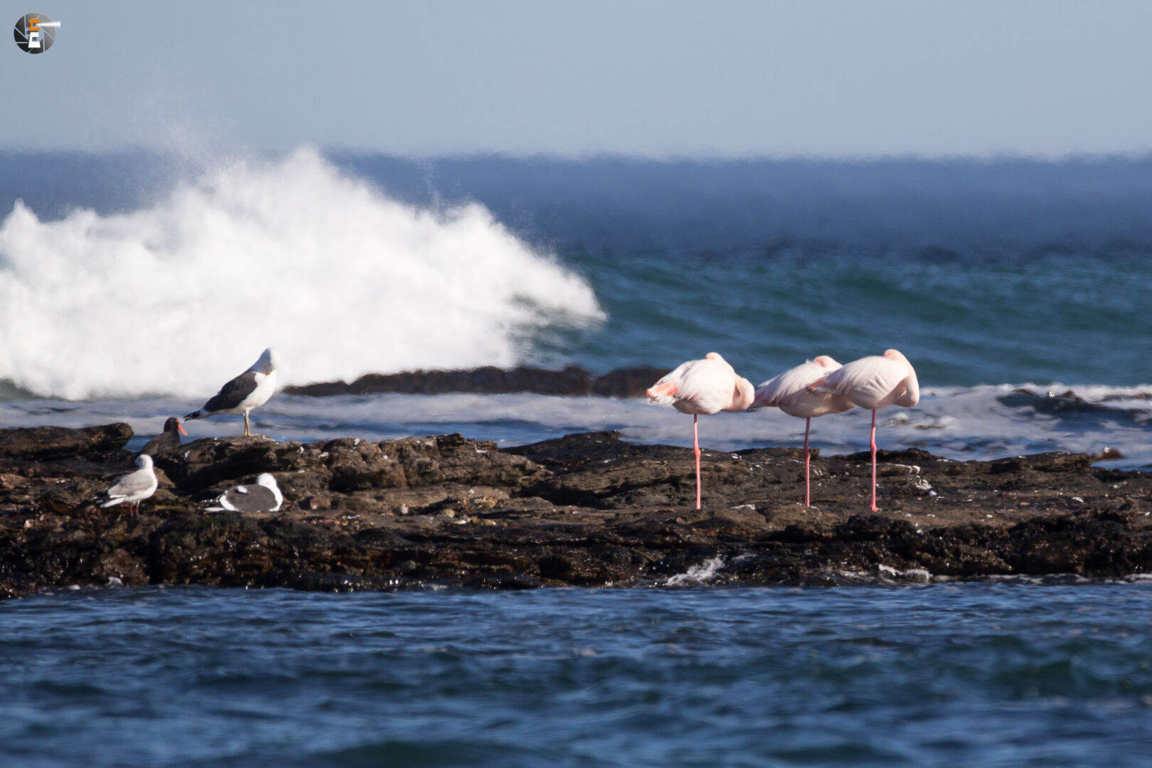 Flamingos in rough sea