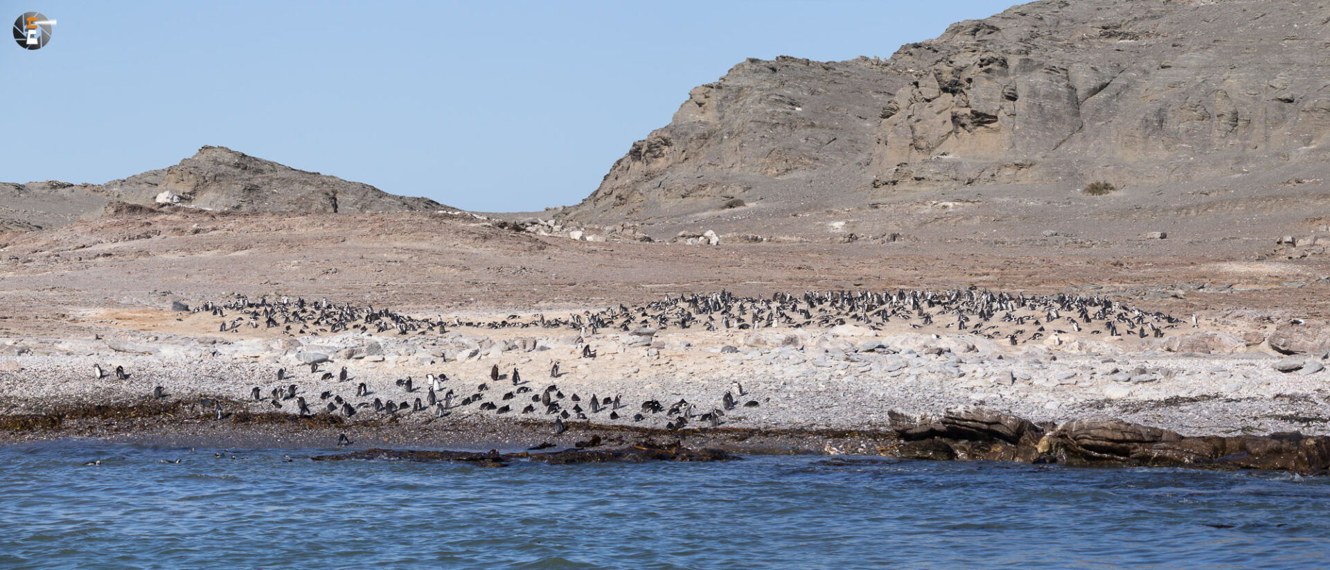 Die Eselpinguine von Halifax Island