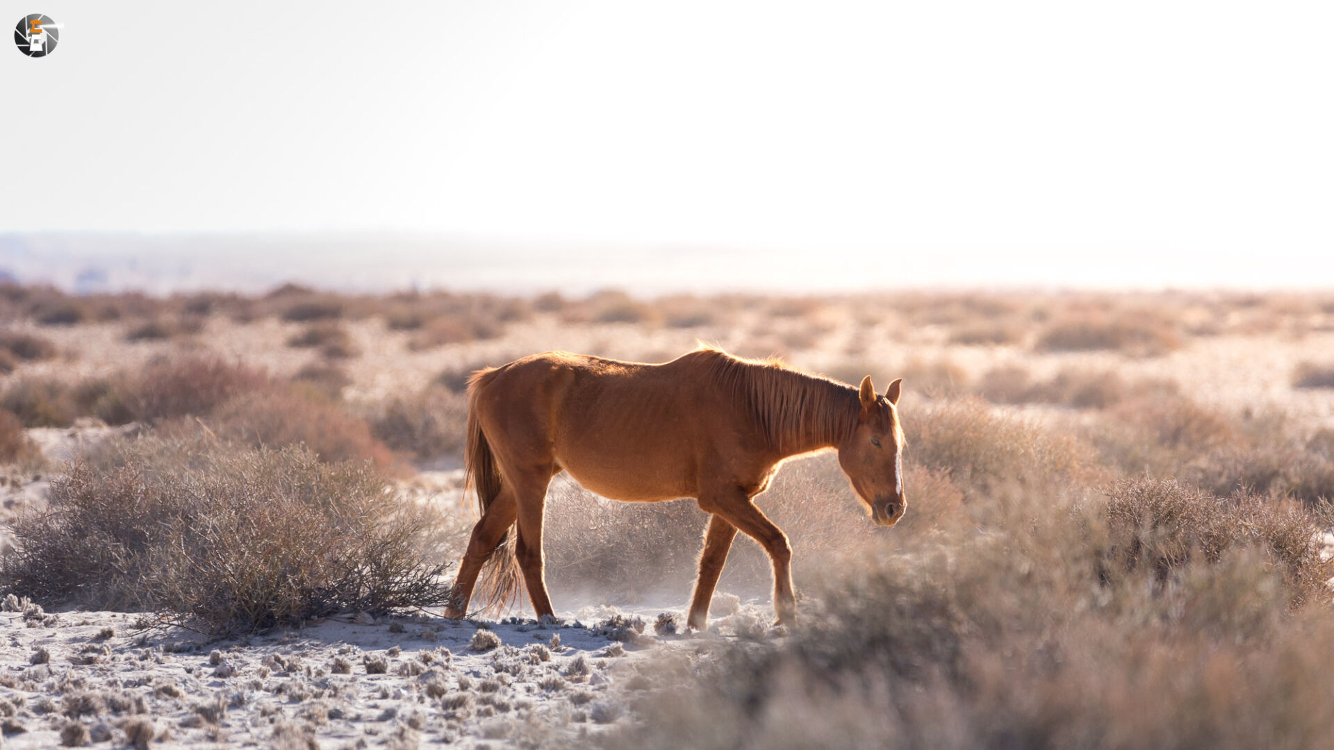 Namib Desert Horse