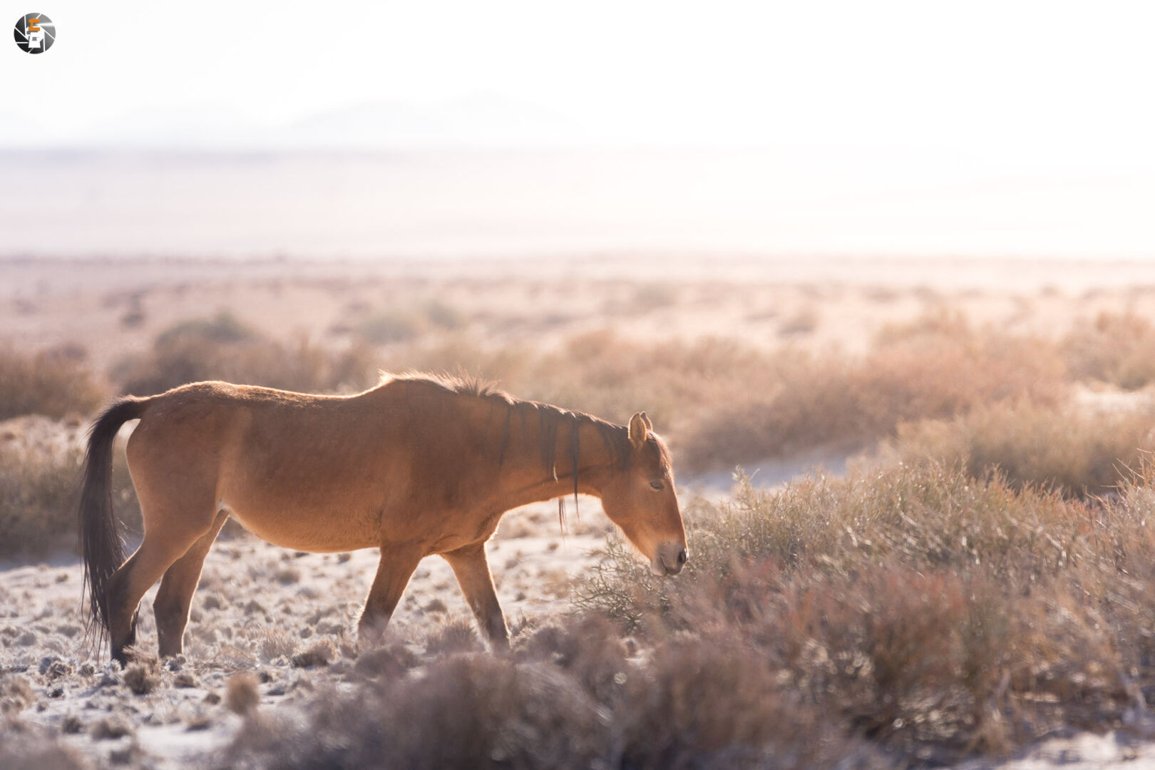 Namib Desert Horse