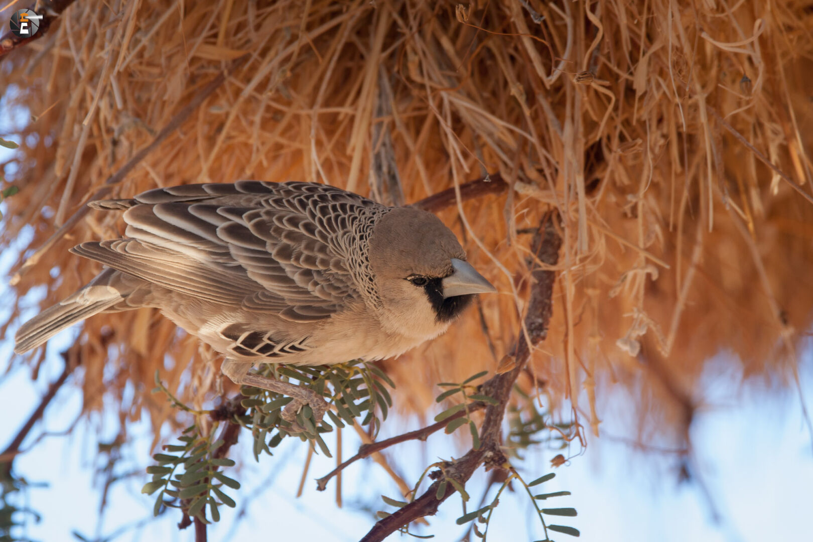 Sociable weaver (Philetairus socius)