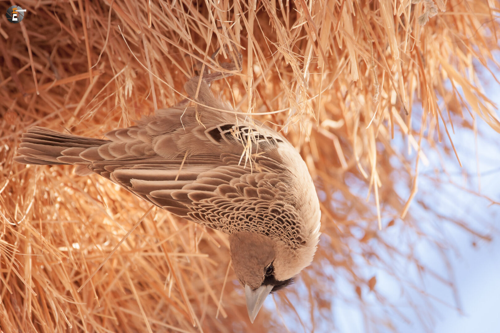 Sociable weaver (Philetairus socius)