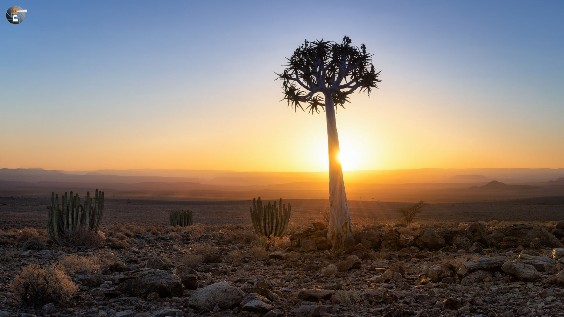 Quiver Tree to sunset