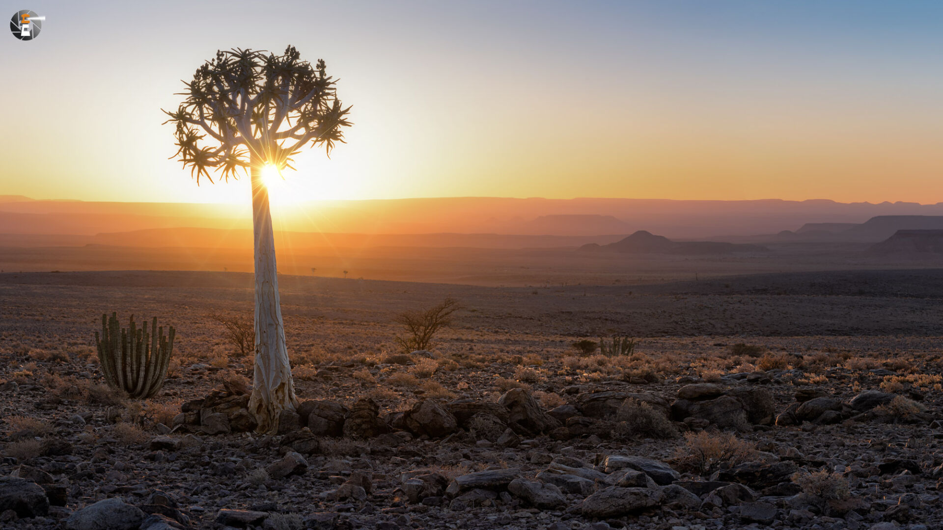Quiver Tree to sunset