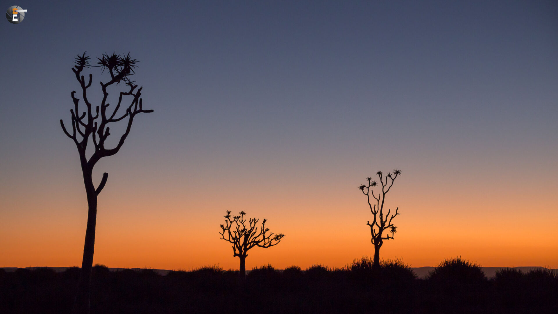 Quivertrees at dusk