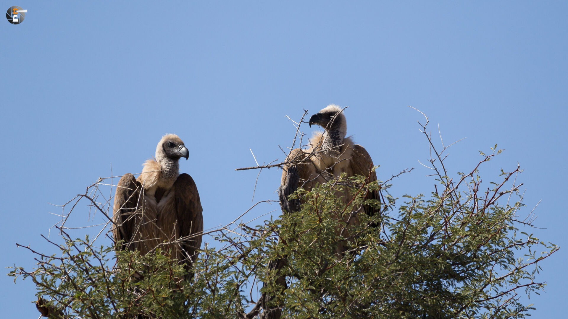 White Backed Vulture