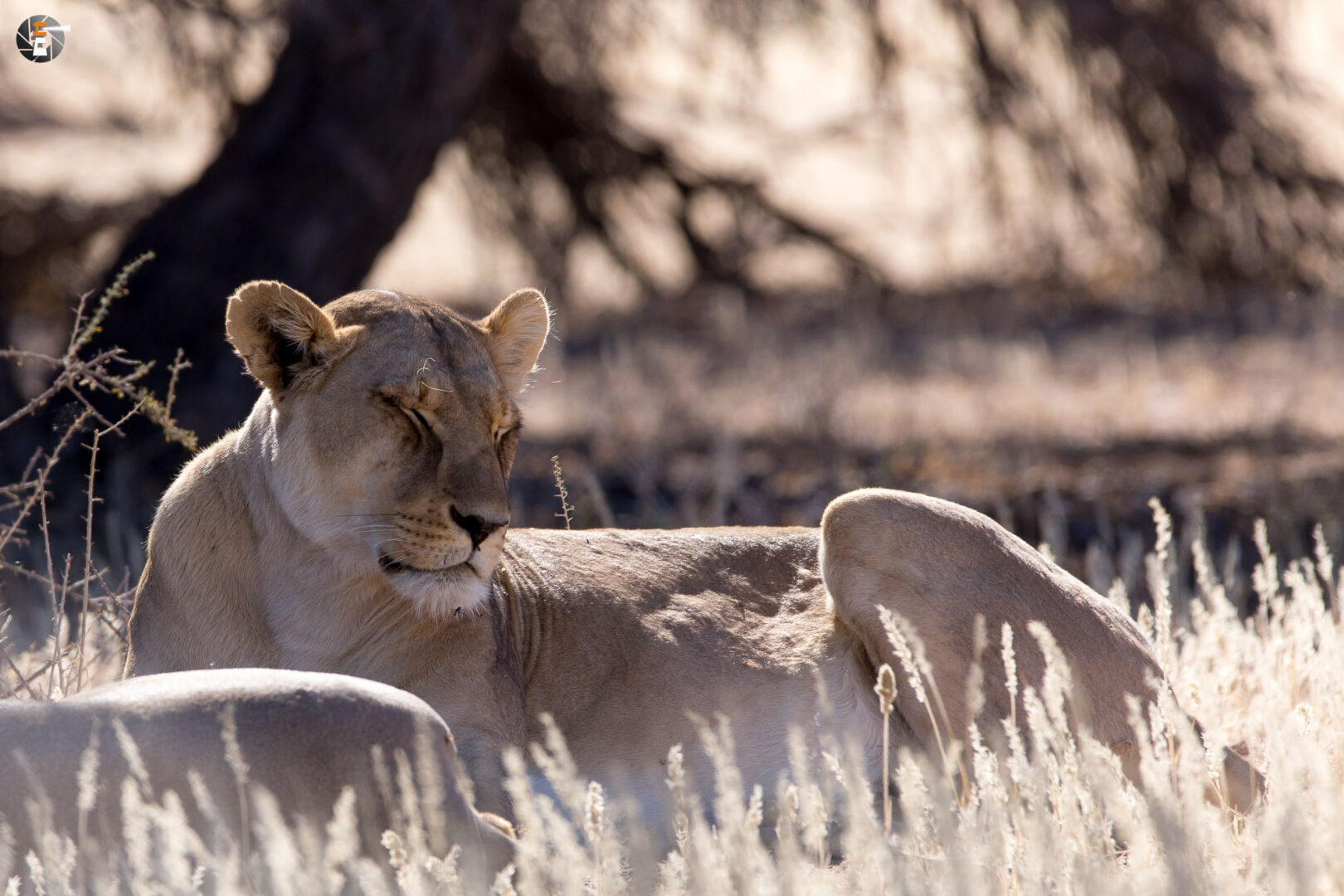 Kalahari Lions
