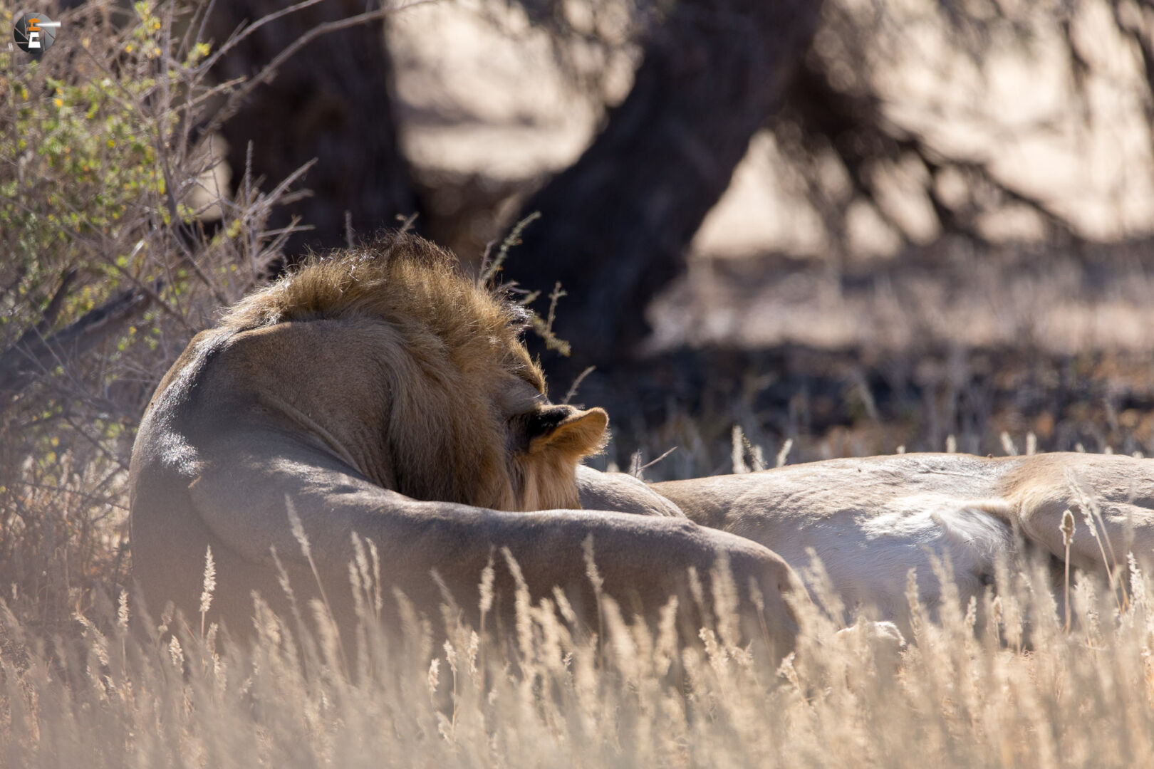 Kalahari Lions