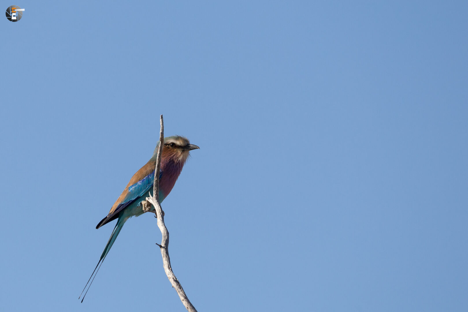 Lilac breasted roller