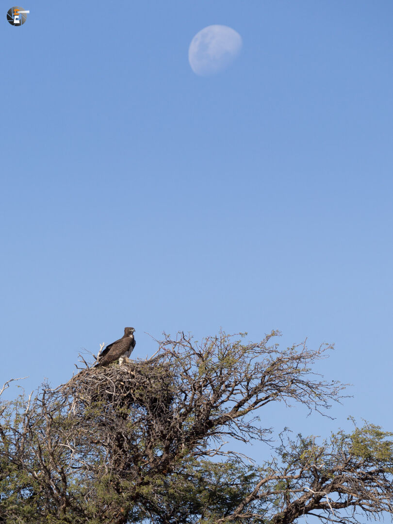 Martial Eagle