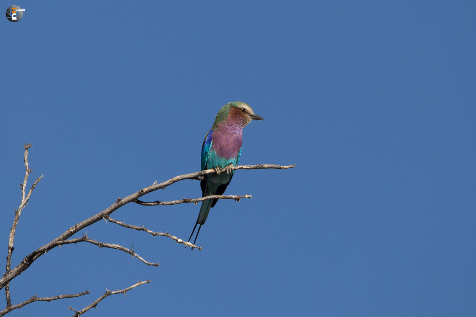 Lilac breasted roller