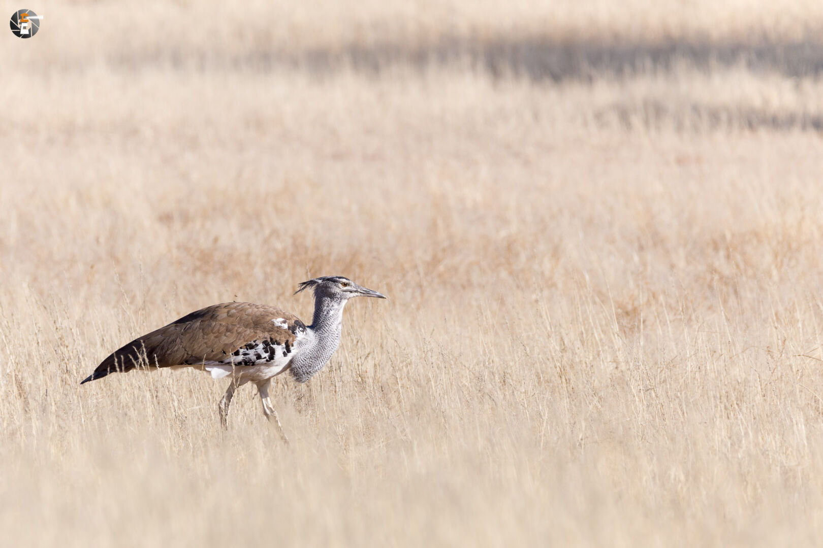 Kori bustard