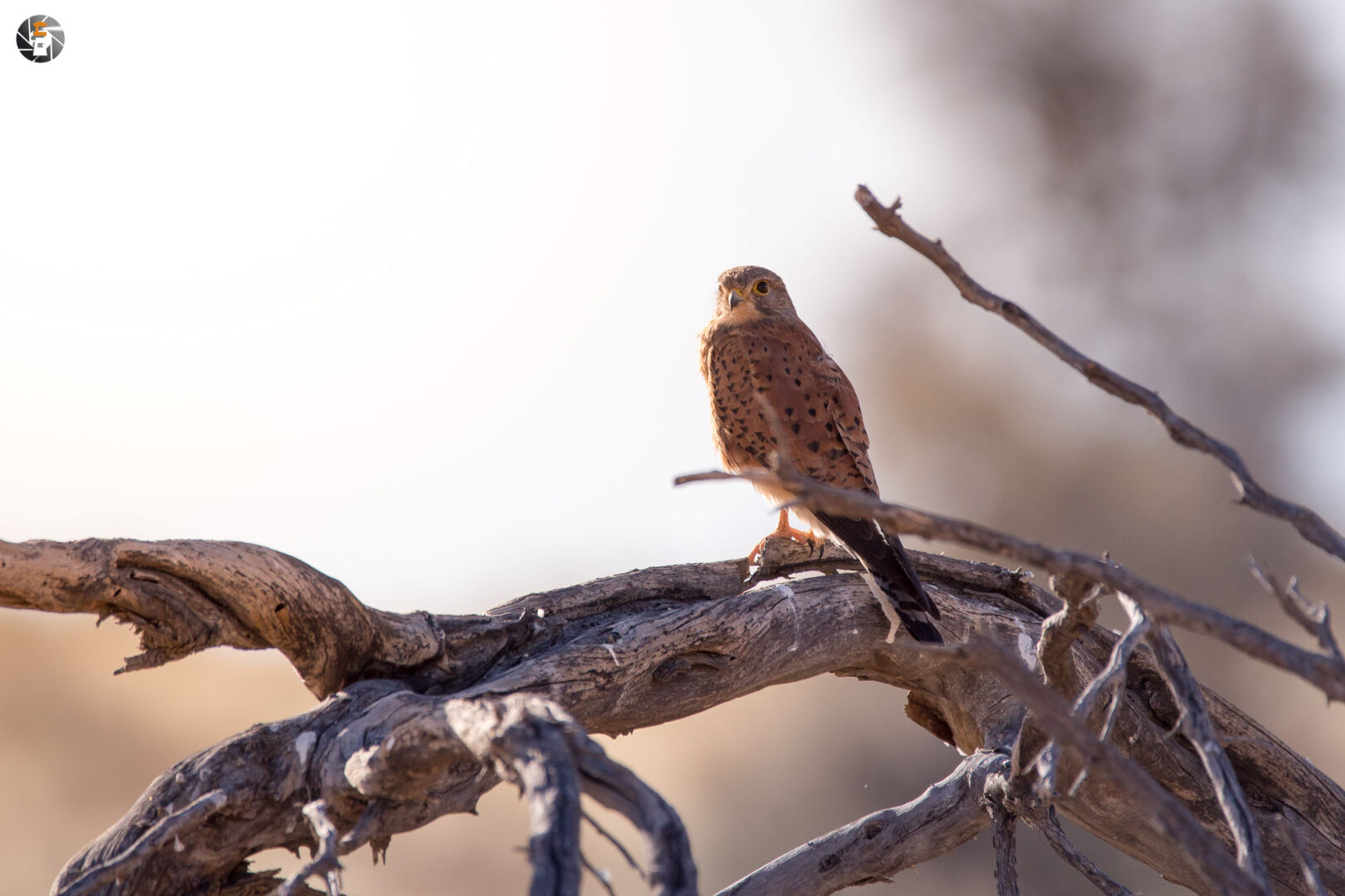 Common kestrel, male
