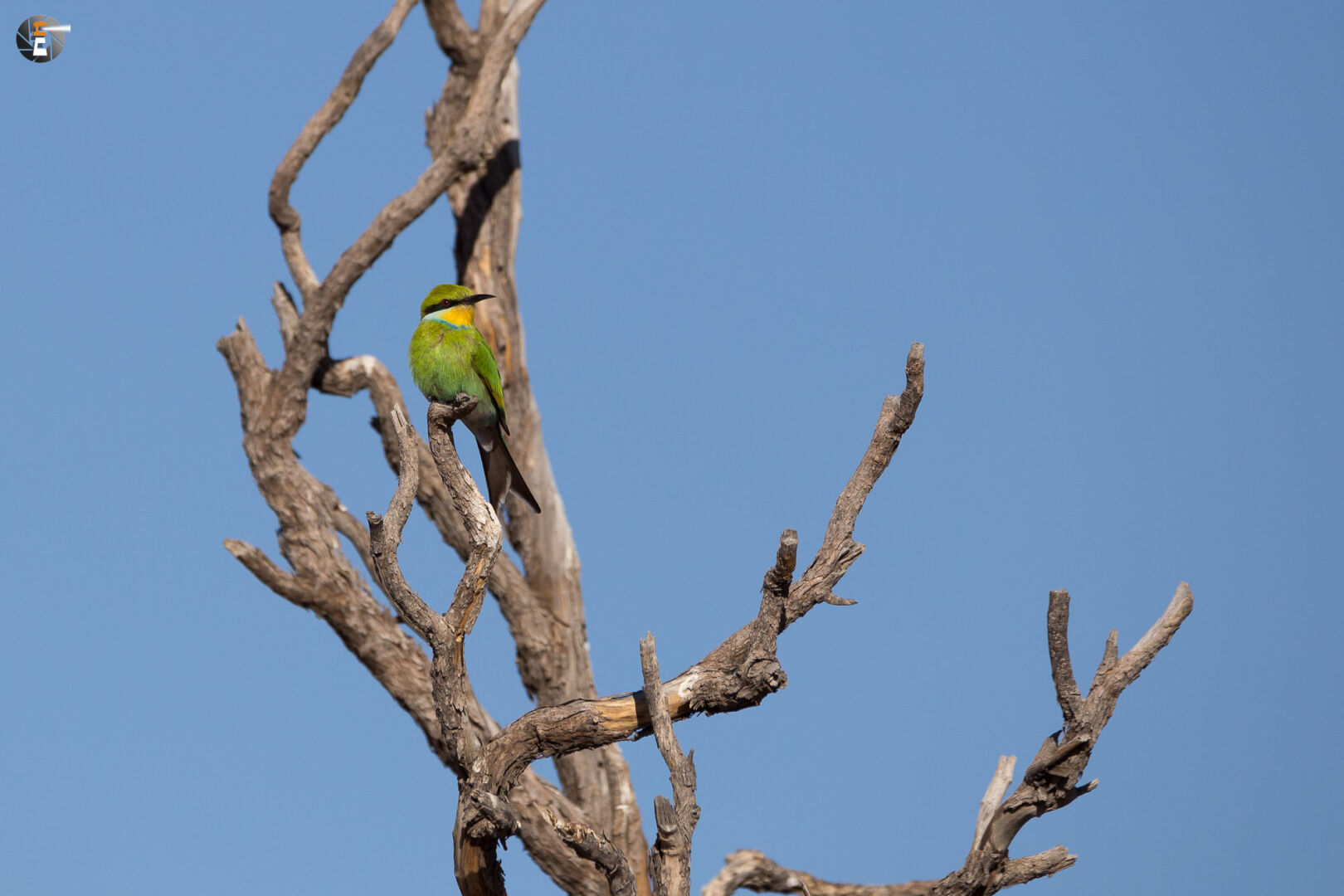 Swallow-tailed bee-eater