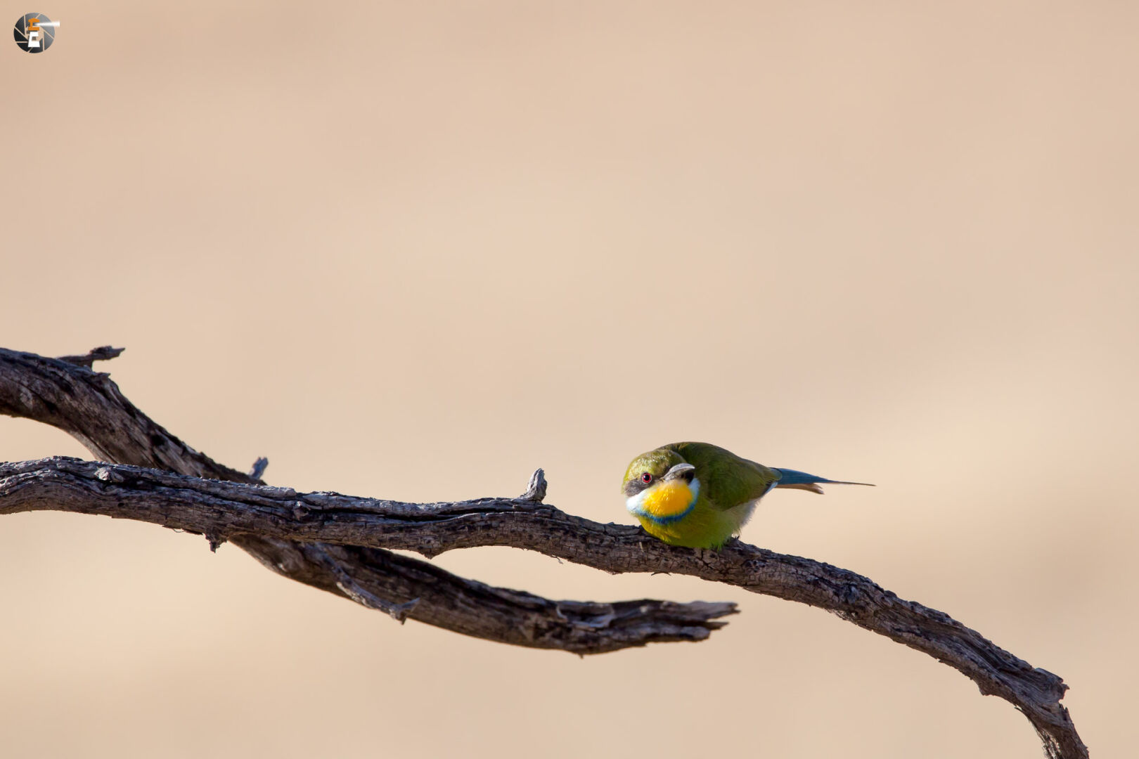 Swallow-tailed bee-eater