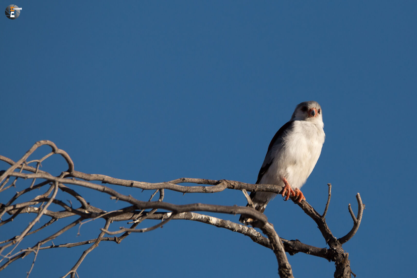 African pygmy falcon